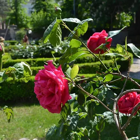 Albori Couette-café *