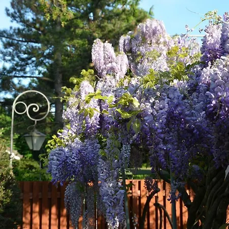 Bed and Breakfast Albori *